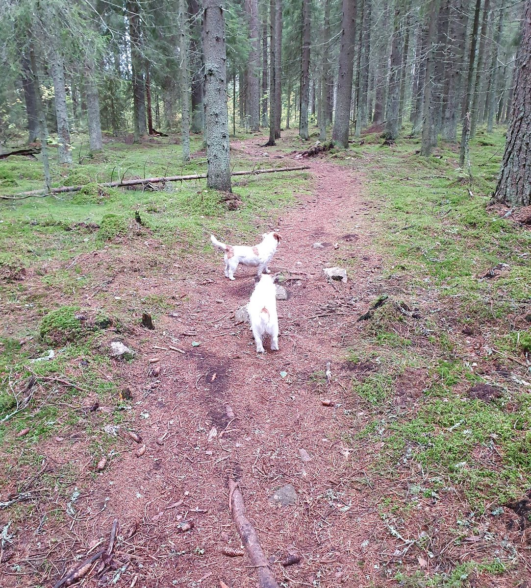 HapponenHanna's tweet photo. Joka päivä on ihan uusi polku edessä mutkineen 😃 https://t.co/4YveGdPOf6