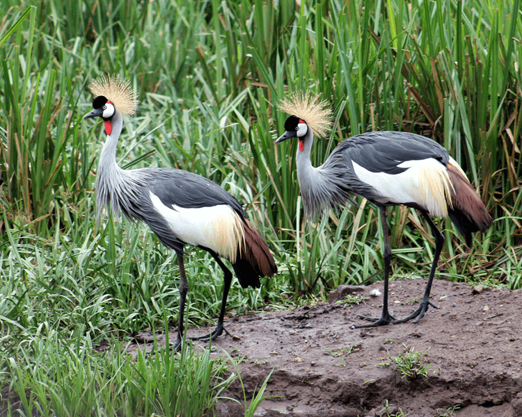 AkitaAnd's tweet photo. Hello #Uganda what is the name of this #birds in your local #language. https://t.co/6b2V8hea76