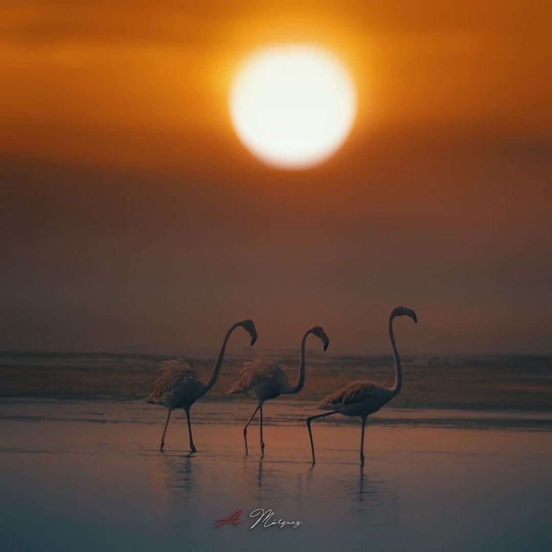 Turisme la Ràpita tweet media