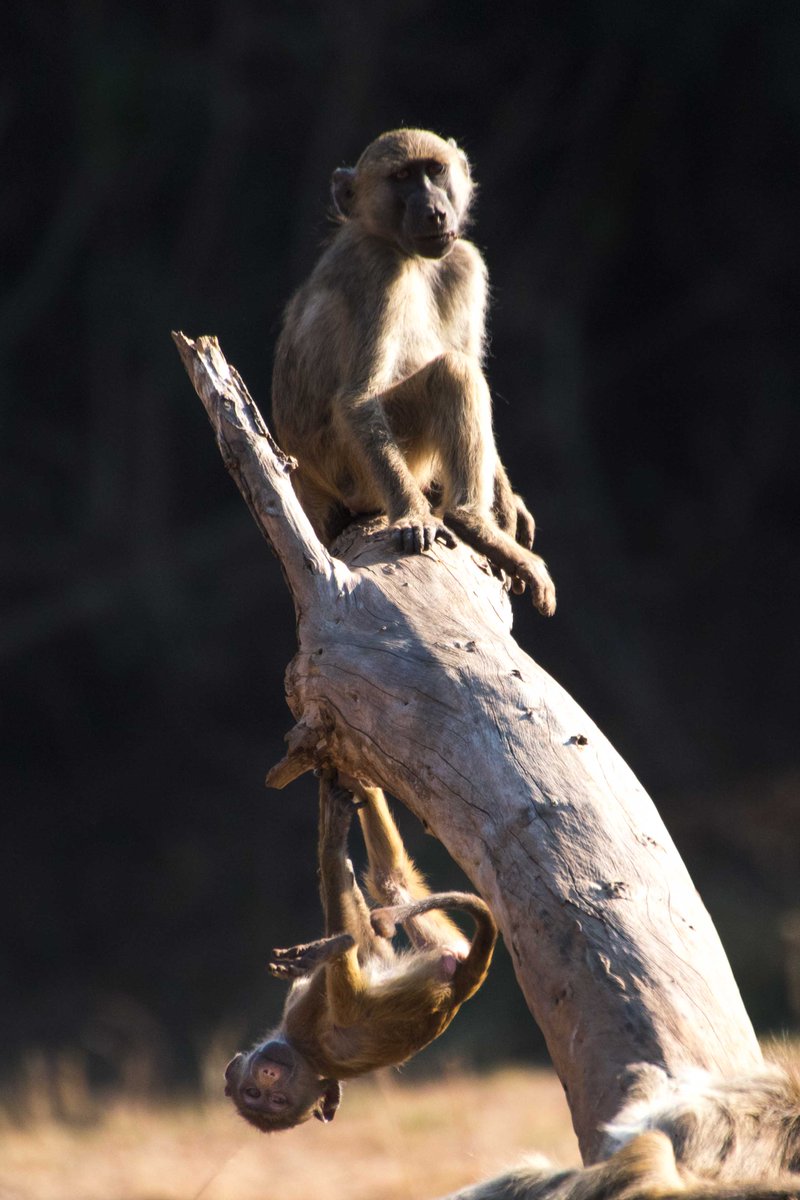 BainesRiverCamp's tweet photo. Any day hanging with mum is a good day for this little bobo 🐒
📸: Beat Steiner
#ThinkZambia #ThinkBaines | #BainesRiverCamp | #ZambeziJourneys https://t.co/m0xp4tAAJT