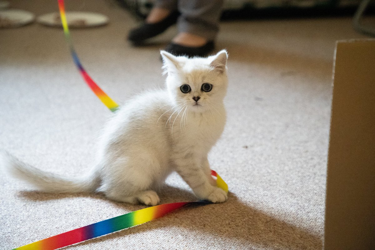TanamiHQ's tweet photo. No, this isn't just your average "cat tax" post.
This little cutie was one of the stars of our latest projects for @ScottishPower that worked with the team @TheLeith to produce.
#TeamTanami #TheLeith #RainbowKitty #LOOKATTHOSEEYES https://t.co/ROixSFPLJC