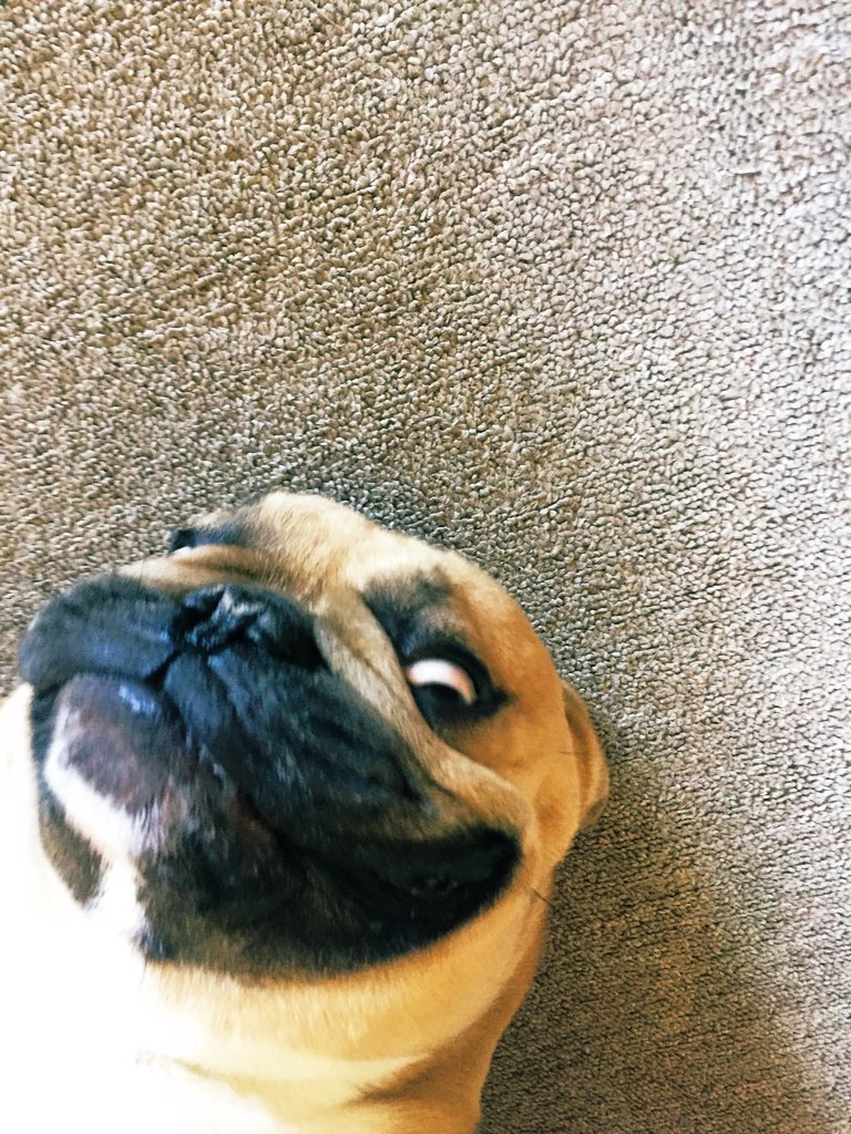 RandallFrenchie's tweet image. “Why so serious?!” 🃏 #Joker #Randallthefrenchie #smile