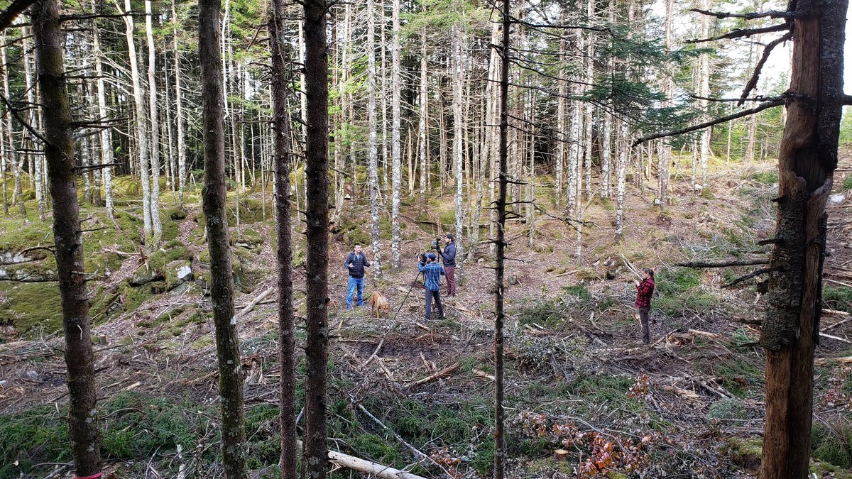David_Foster24's tweet photo. Another day in the (#forest) office. #DalhousieU #DalGradExperience #forestry #environmentalscience #environmentalmanagement https://t.co/d0tXtHD14x