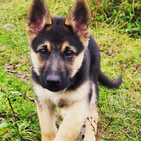 Ender Bring On Twitter Trop Mignon Chien Chiens