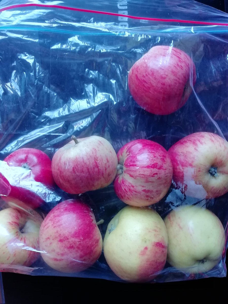 YSalm_o_Fendith's tweet photo. Delighted to be stopped on #dogwalk just now by a lovely lady offering these fresh from her tree. #autumn #freeapples #kindgift 😍 https://t.co/nGzcSqYpk1