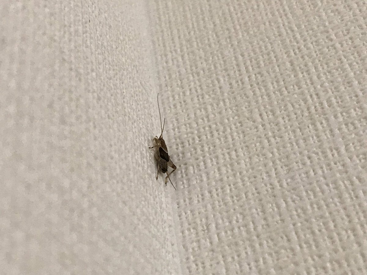 寝室 虫 小さい Interior