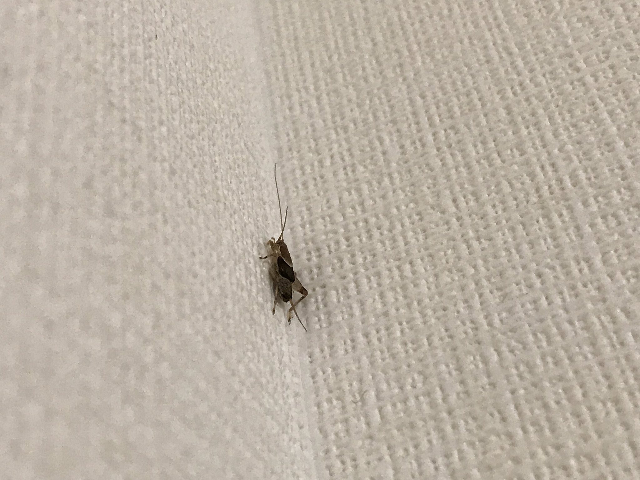 おへそのごま 寝室で チッチッチッチッ と高い音で鳴いている虫の音が聞こえる ベランダあたりかと思ったけれど どうも室内のようだ 探してみたら天井と壁の隅っこに小指の爪の先ほどの小さな虫を発見 調べてみたら カネタタキという虫でした