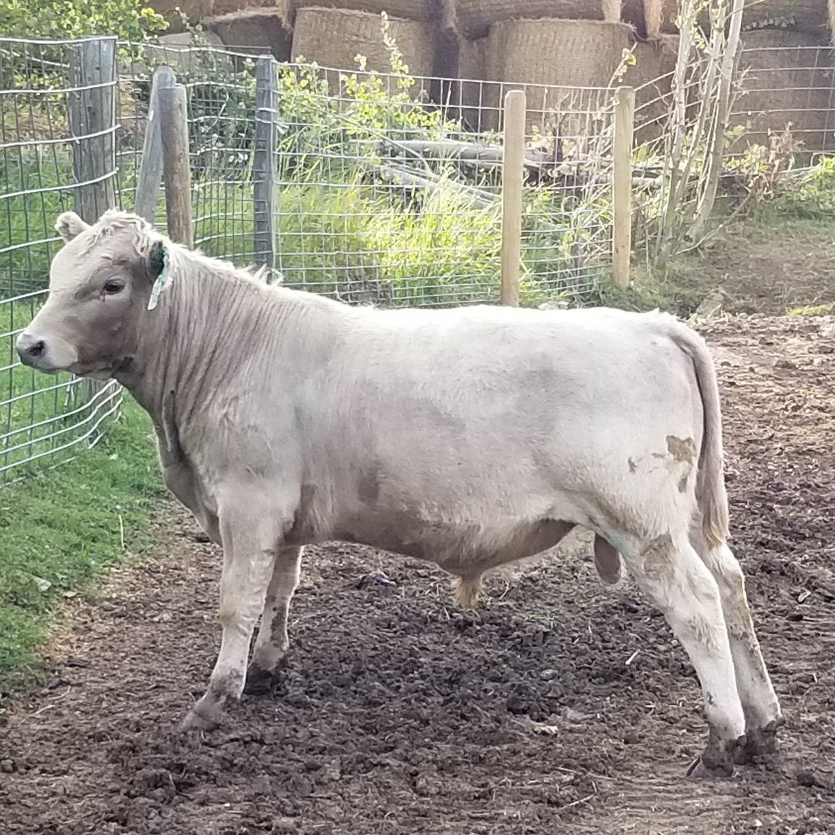 CatalystCattle's tweet photo. Catalyst Caesar, looking like the stud muffin he is!
#catalystcattle #Montana #murraygrey #murraygreyinternational #bull #showcow https://t.co/ykn9Mbp4e5