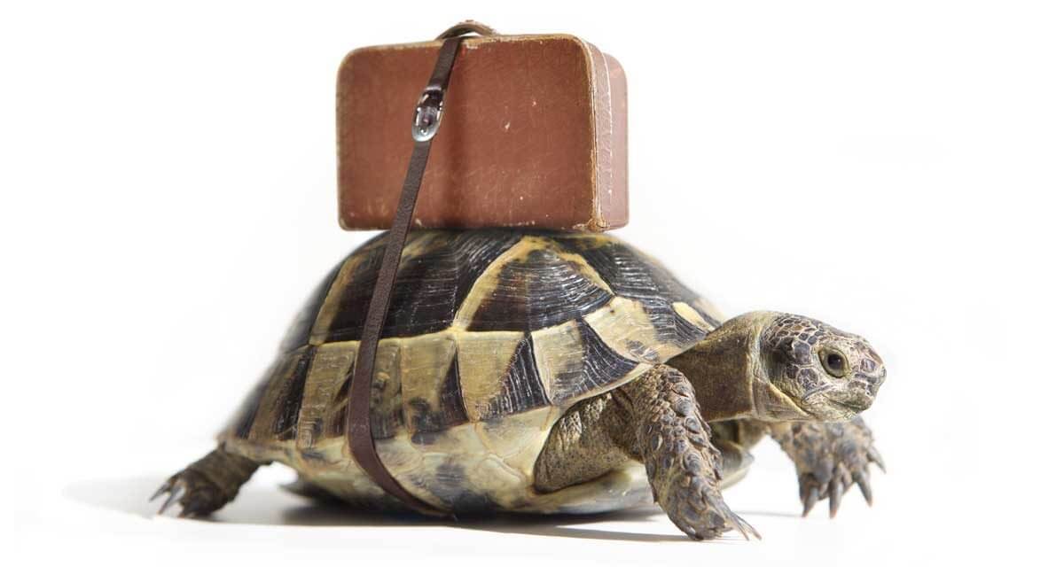 Today is the last day to visit Houdini and Van Gogh at our office this summer. They are heading to their winter homes to relax. We will be open till 5pm today if you want to wish them well on their vacation but don't worry if you can't make it; they will be back next summer.