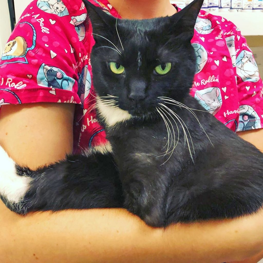 MeowAsFluff's tweet photo. Meet The Handsome Two-legged Tuxedo Cat Who Lost His Front Limbs After Falling From A Balcony But Found A Great Home With One Of The Vet Techs Who Helped Treat His Injuries!
https://t.co/Jor76ZRqYP
#twoleggedcats #specialneedscats #specialneedscat #2leggedcat #vettechlife #cats https://t.co/Vqrg2iHMjC