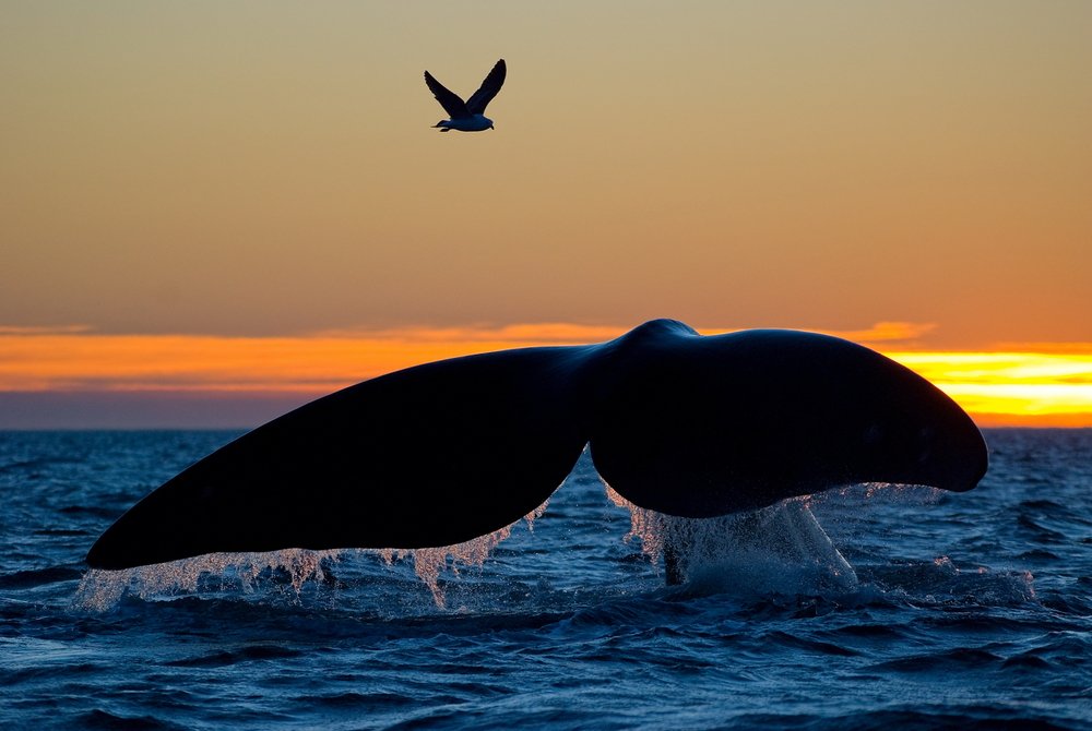 oceana tweet picture