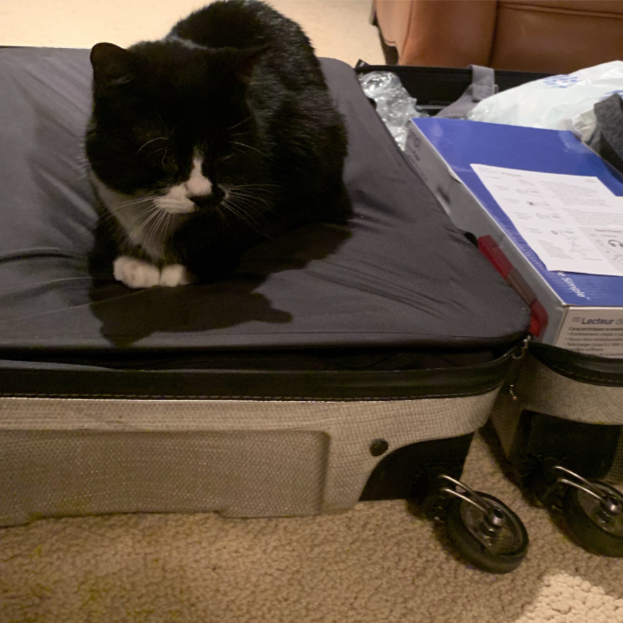 KCushman1's tweet photo. Boots the cat has declared that henceforth, no one in this family takes a trip unless he is included. #catsinsuitcases #kathryncushman https://t.co/rjSVuZCJx2