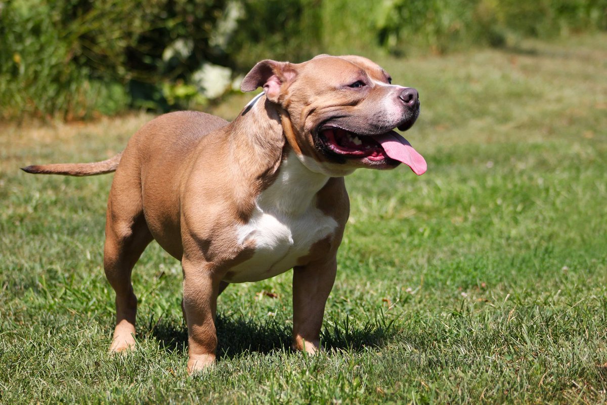 Lexuhferr's tweet photo. Want to see who my boy can be paired with to help your program and help start my own program
17.25in tall, 85lbs, 23in head
#pocketbully #standardbully #americanbully #pocketbullystud #standardbullystud #americanbullystud #studdog #sonofachampiondog #bullymom #openforstud https://t.co/CUYl7hecBU