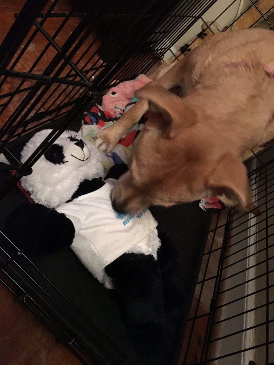 ArielSchillerTV's tweet photo. This is what I get for leaving random things around the house. #MovingStruggles Mozzarella found my old stuffed panda bear and decided it was her new toy. I couldn’t say no to her when she carried it all the way to her crate. #SpoiledPuppyProblems https://t.co/2UOjqIFEdC