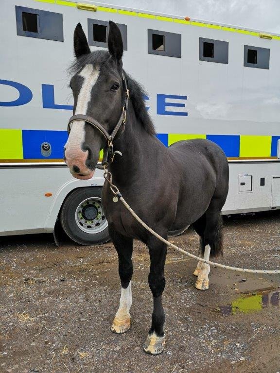Police Scotland Horses tweet media