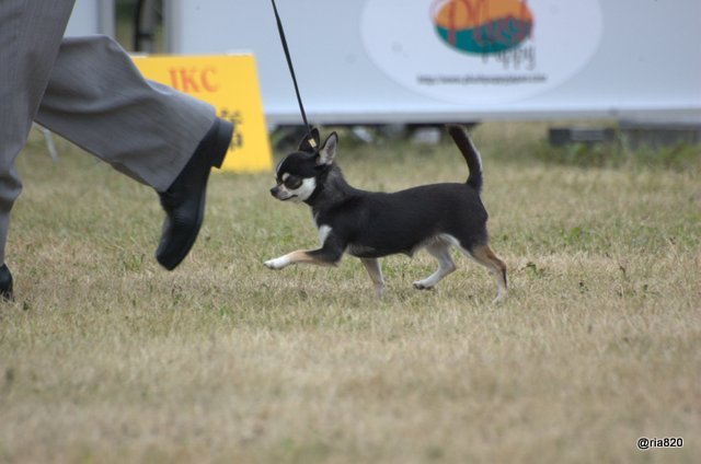 柴雑種犬リアの写真帳 19年7月14日 Fci北海道インターナショナルドッグショーにて スムースコートチワワ スムチー チワワ