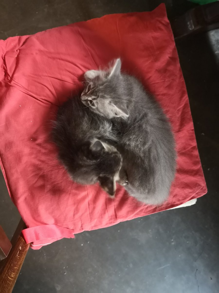 Scikamaru's tweet image. Ciao a tutti
Regalo gattini
Chi fosse interessato mi contatti