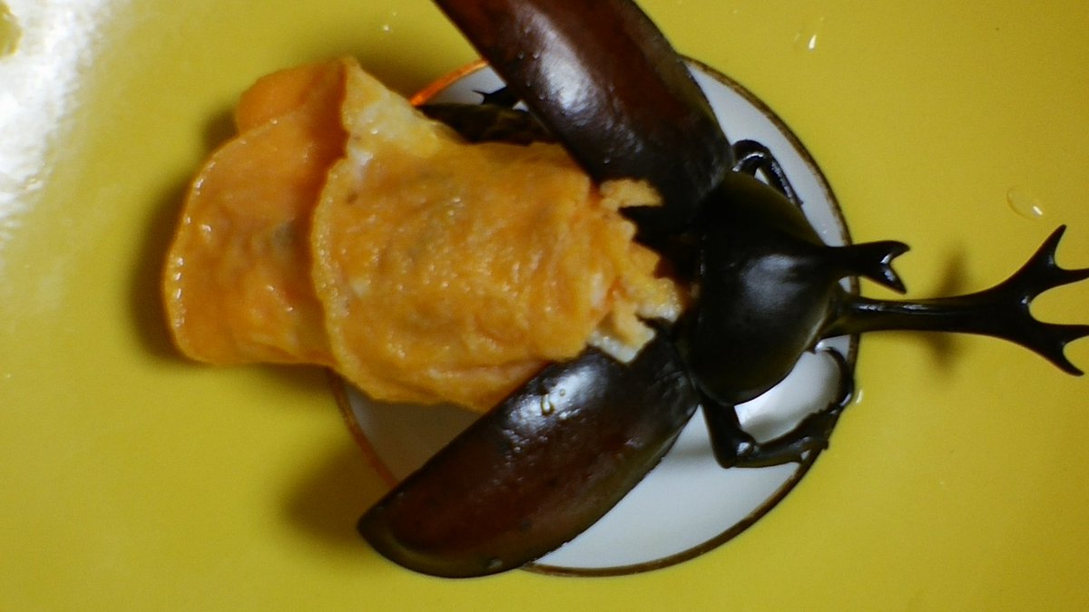 硫蔵 タガメの胸の筋肉もほじくりだして食べると カブトムシ同様の貝柱の様な身でこれもおいしいです