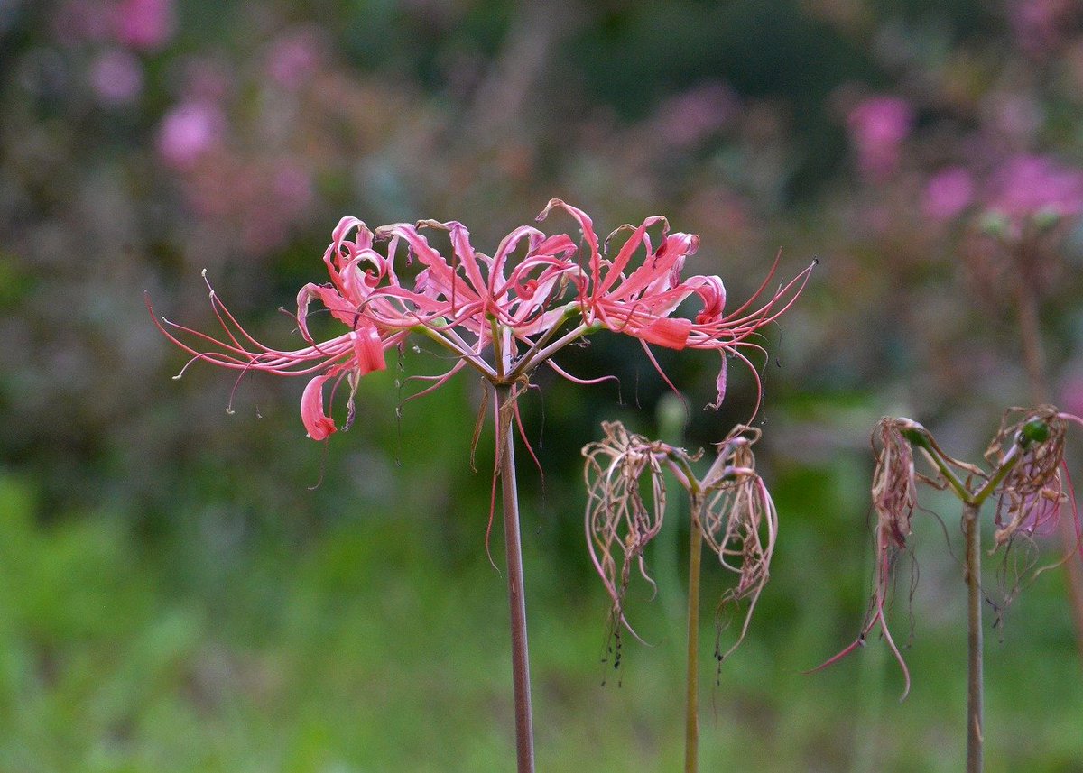 shimu＠僕の歩く町 on X