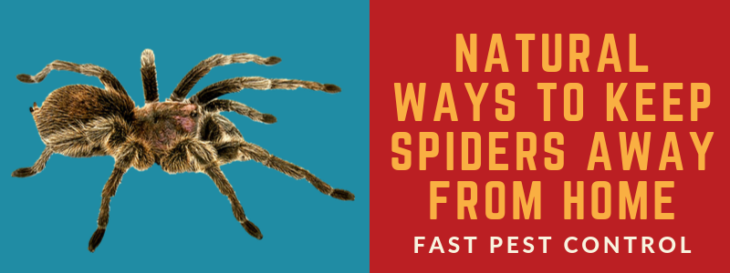 fastpestcontrol's tweet photo. Read This blog- https://t.co/LLVfD7EeKY
To know #Natural_Ways To Keep Spiders Away From Home by using Home Remedies.
#SpiderControlTips #SpiderPestControl #PestControlTips #PestControl #PestControlServices #ProfessionalPestControlTips" https://t.co/XAOrC0fGOE