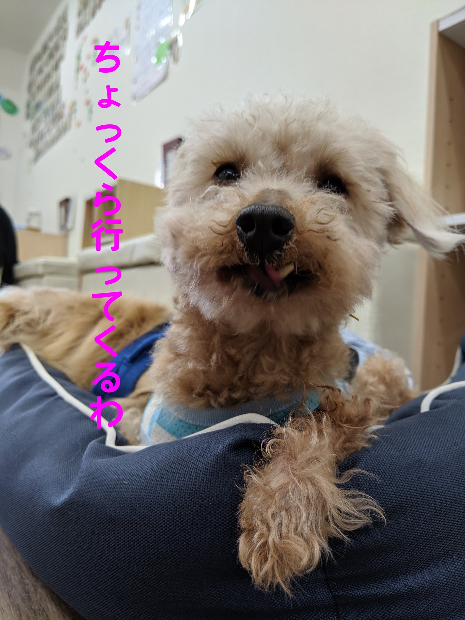 ビーグル犬ミッキー Hogooooo69 マロンくん 頑張れ Twitter