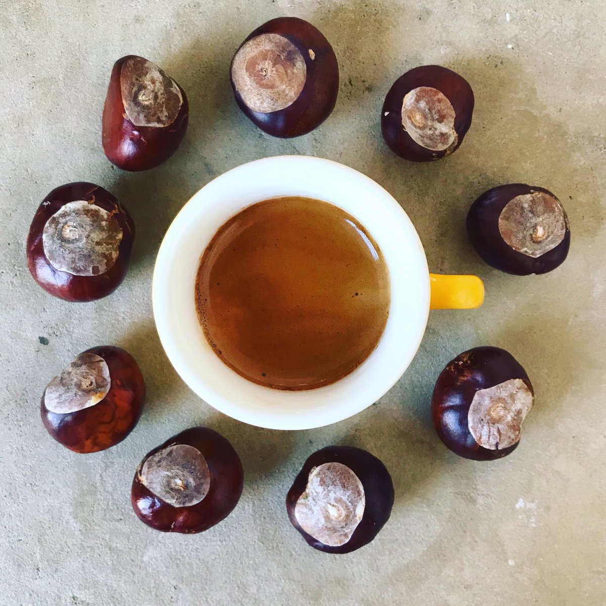 Conker season!! I can’t resist picking up these shiny beauties whenever I see them! Expect to find them dotted around the cafe....spiders beware! #bunandbean