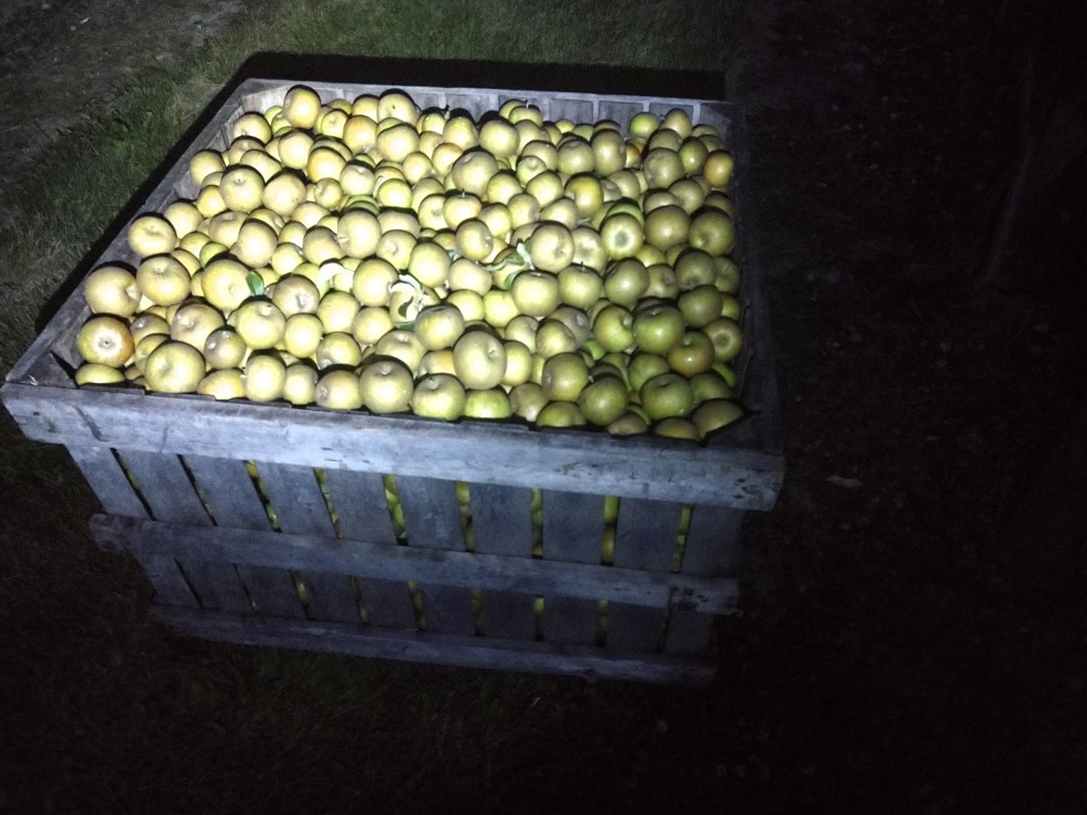 growingwisdom's tweet photo. How 'bout them apples? These are heirloom apples. Will actually be used in hard cider. #LookoutFarm https://t.co/Fbwdb7qM4m