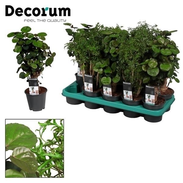 New offer available!
Offer name: Decorum offer week 38-39