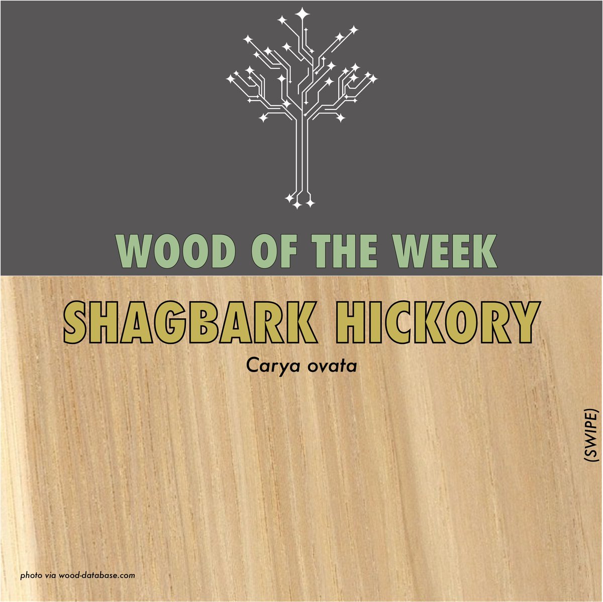 WherwoodNetwork's tweet photo. This #WoodoftheWeek is
~~ GROOVY BABY ~~ 
🌲SHAGBARK HICKORY🌲 https://t.co/7ZEeHzE02D