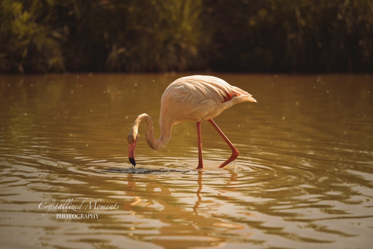 uselessaroace's tweet photo. Pink birb

Photo taken during equine photography tour in France 2018 hosted by Katarzyna Okrzesik-Mikołajek https://t.co/yHfe0XPJU9