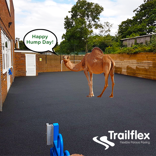 Trailflex's tweet photo. Camile the Camel spotted in Hampshire. Jubilee School asked for a bespoke rubber only finish on their playground using Trailflex.  Click here to order your free samples: https://t.co/0kEPmsJMML #happyhumpday #trailflex #surfacing #ecofriendly #sustainable https://t.co/53n4MBihsB