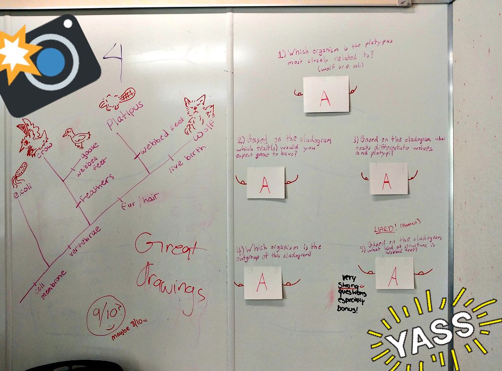 MsFrizz143's tweet photo. Ending Unit 2 with some #collaboration #creations and #constructivefeedback and it was great 🌈 ✅➕ #cladograms #biology #evolution https://t.co/sPtK1a69rx