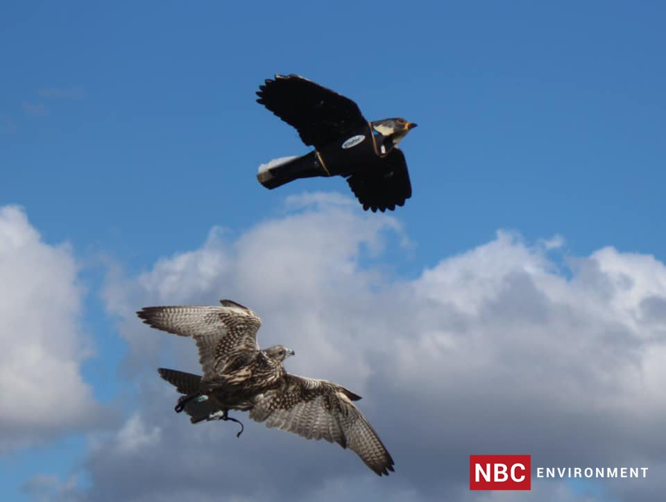 NBC Environment tweet media