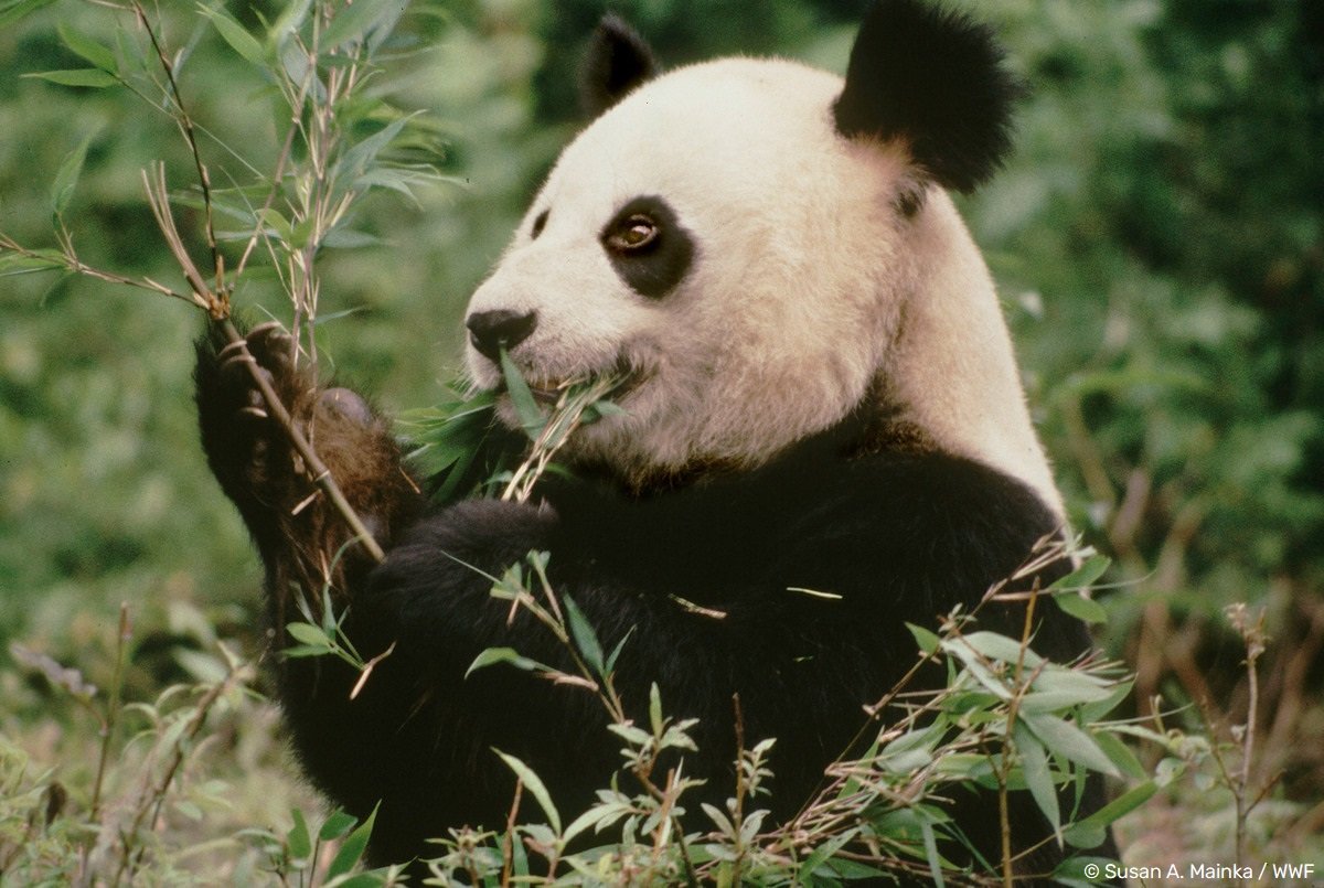 wwfnederland's tweet photo. Vandaag is het #worldbambooday. Bamboe is hét lievelingskostje van de panda. Omdat deze grassoort razendsnel groeit kan er jaarlijks gekapt worden. Bamboe wordt steeds vaker als een duurzame grondstof gezien voor textiel, én als plasticvervanger. Kijk op https://t.co/gShrvVUAkc https://t.co/NFkqoyloSF