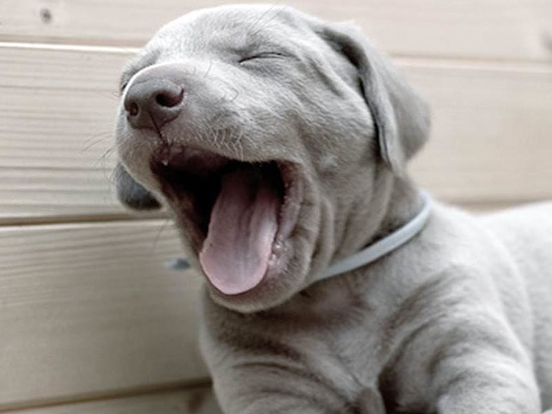 LearnSomeDaily's tweet image. Yawning is so contagious that it can spread to dogs and monkeys