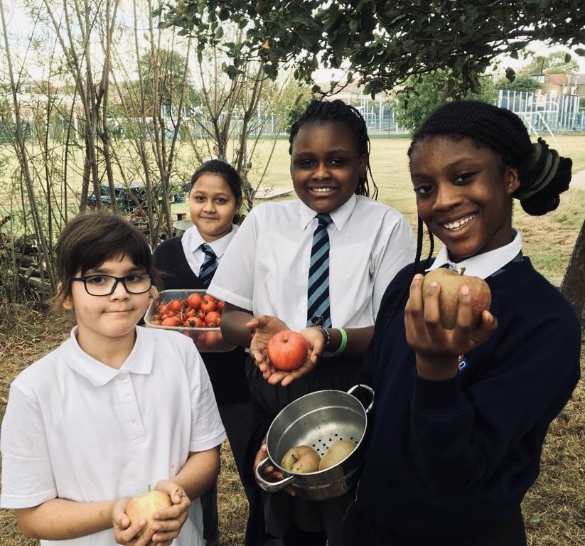 KaizenPrimary's tweet photo. A bumper crop of veggies this year. It’s harvest time at Kaizen. #ekotrust https://t.co/cqgGkn4a7j