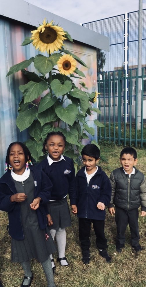 KaizenPrimary's tweet photo. A bumper crop of veggies this year. It’s harvest time at Kaizen. #ekotrust https://t.co/cqgGkn4a7j