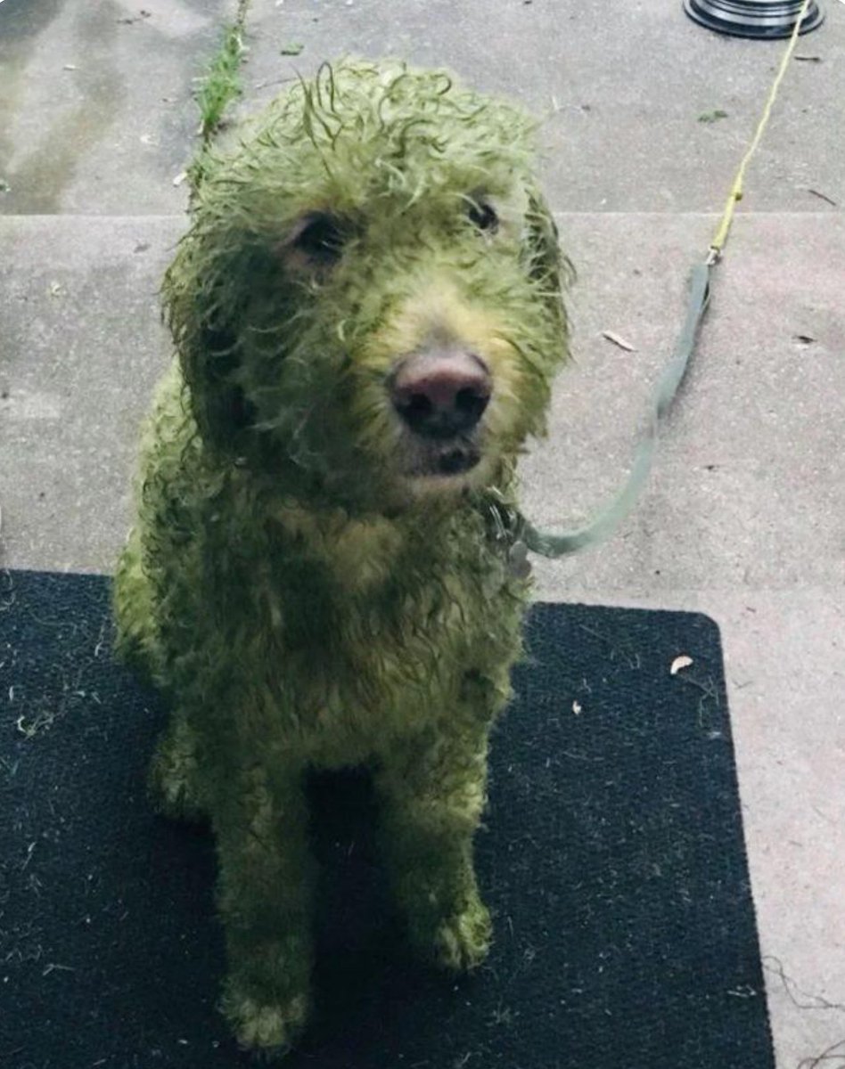 Mein Mann hat den Rasen gemäht. Der Nachbarhund hat sich gefreut 😂