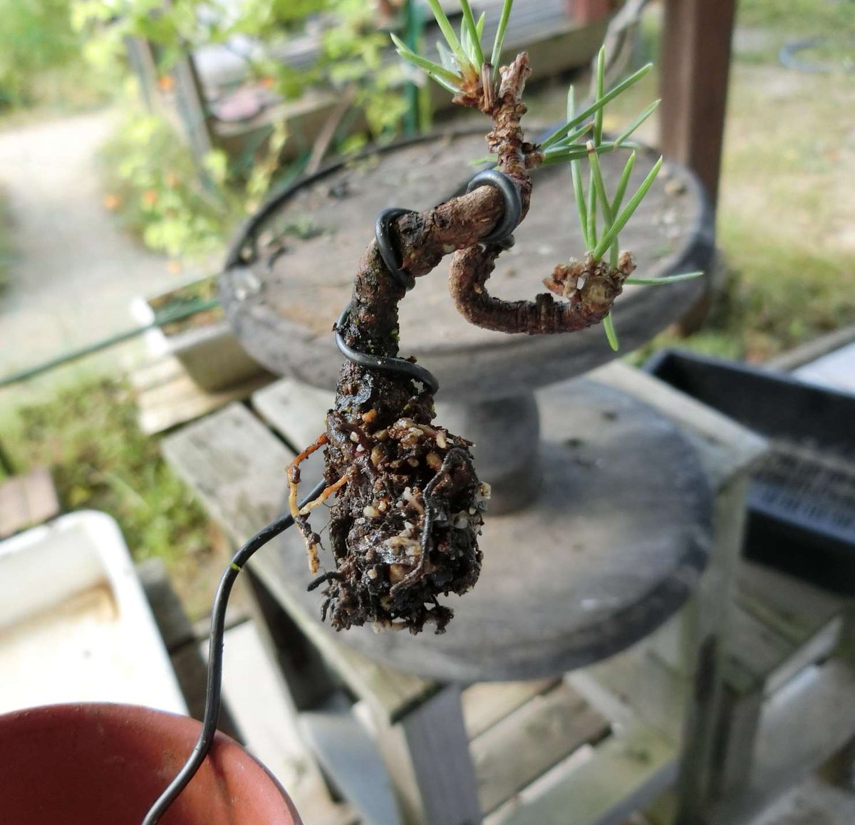 5ｃｍ盆栽 近年雑誌等でよくみる底面給水装置 今年初導入でしたが小さい鉢も水切れなしでした フェルトを敷いてるので2号鉢とかだとやや加湿気味でした 汗 水やり3年どころじゃないですね