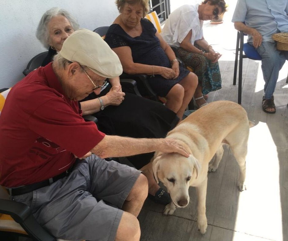 Gauni nos visitó la semana pasada con motivo del #MesdelAlzheimer. Cada año el perro de Ildefonso Francisco Morales, perro guía de la Fundación ONCE, nos hace una visita y a nosotros nos encanta 😍💚💚 Gracias por colaborar con nosotros😍