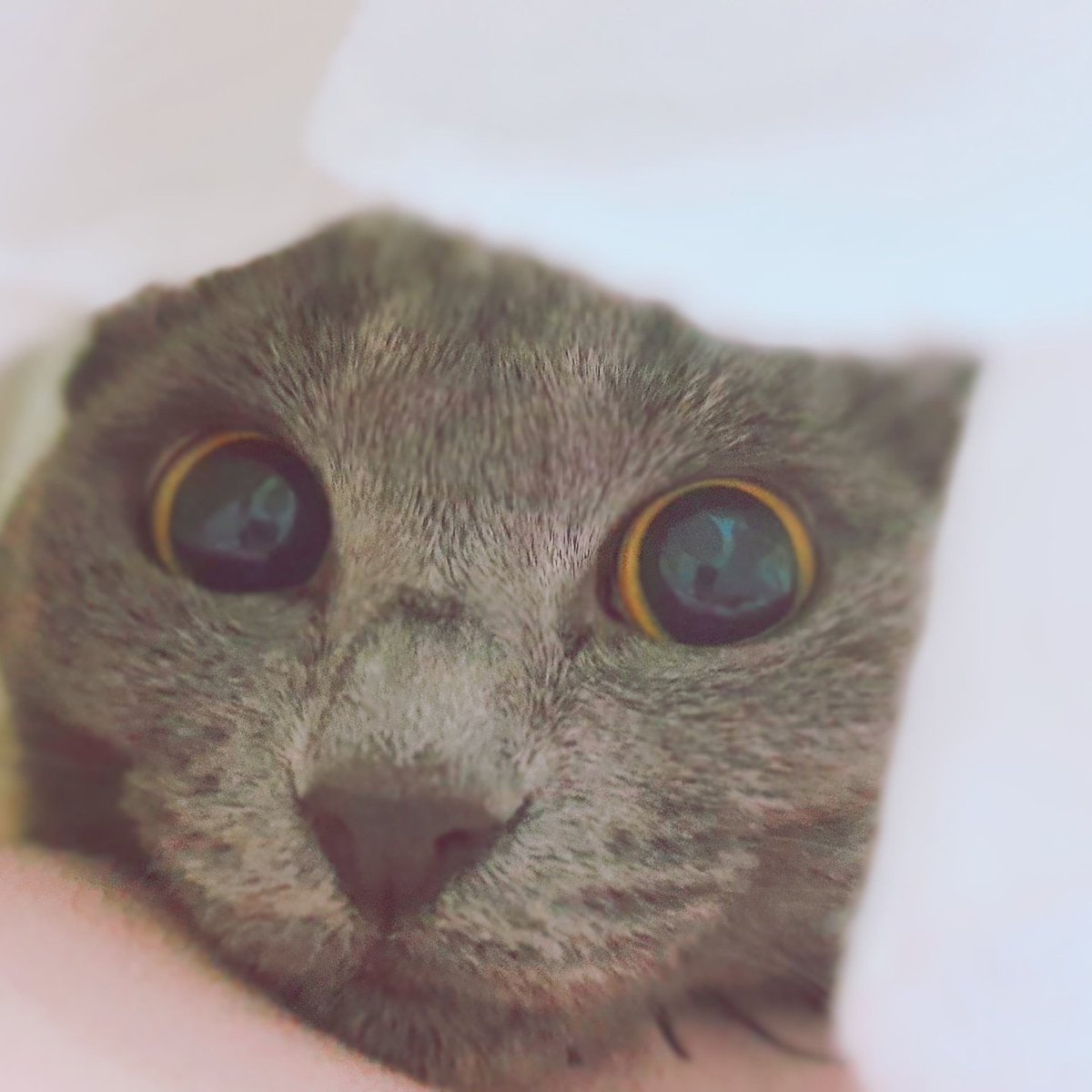 veritedebuisson's tweet photo. 암살 1초 전
One sec before killing me
#사실은재롱떠는중 #베리떼작업실 #베리떼일상툰 #고양이 #비비 #동물 #짤방 #유머 #친구 #가족 #암살자 #귀요미 #ActuallyPlayingWithMe #VeriteStudio #DailyVerite #Cat #Bibi #Animal #Funny #Meme #Humor #Humour #Friend #Family #Assassin #Cute https://t.co/alTiKcNfvM