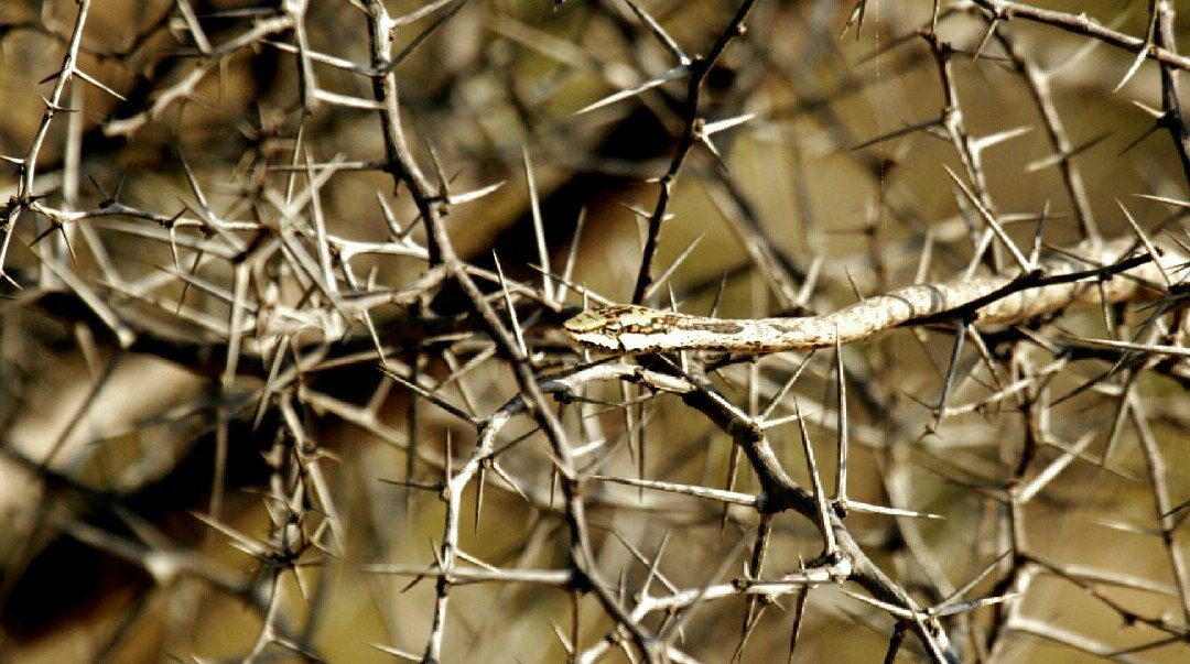 KWSafaris's tweet photo. How's this for #Amazing #Camouflage ? 

#Snakes #krugerwildlifesafaris #OnSafari #africa #SummerIsComing 

https://t.co/jXinzlKIPw https://t.co/gP2FRY9TVu