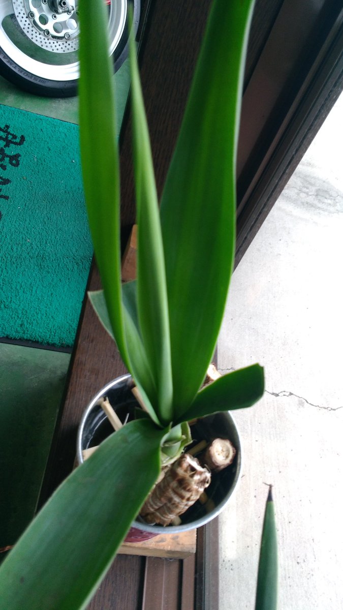 Iso Stella 開店祝いのユッカラン 根腐れで茎を水耕栽培に 何とか復活しつつあり