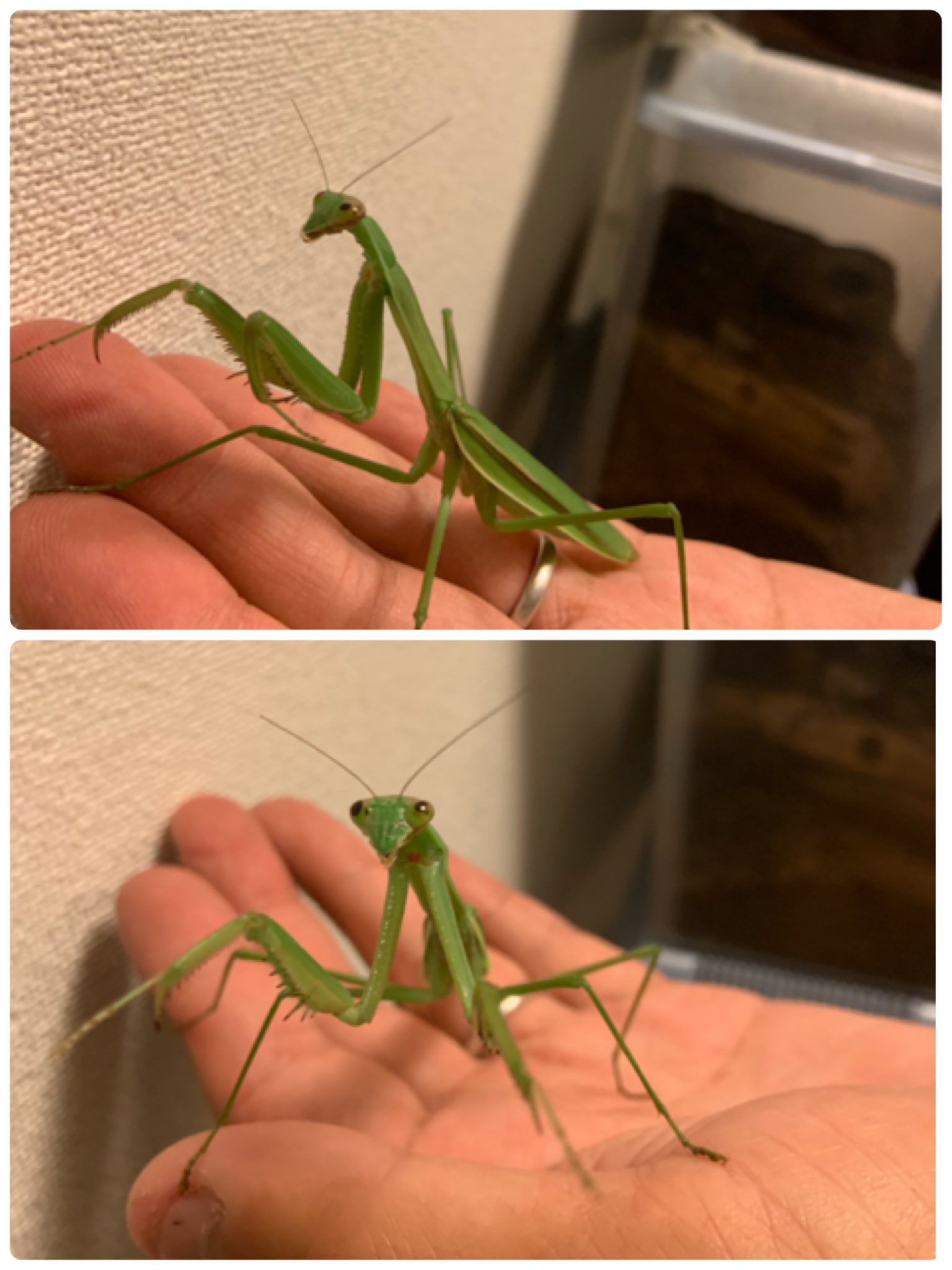טוויטר ぴーたん ザ ドリフターズ בטוויטר Pudica うおおお カマキリ ちゃん 触れないけど好きです ステキなフォルムですね 2枚目 こっち見んな って言ってるみたい 笑