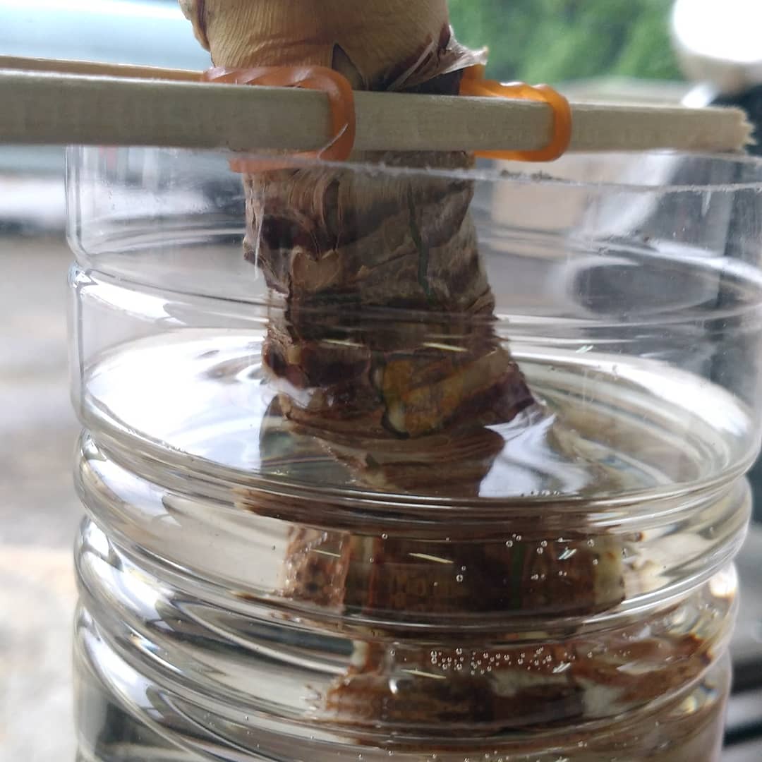 Iso Stella 開店祝いのユッカラン 根腐れで茎を水耕栽培に 何とか復活しつつあり