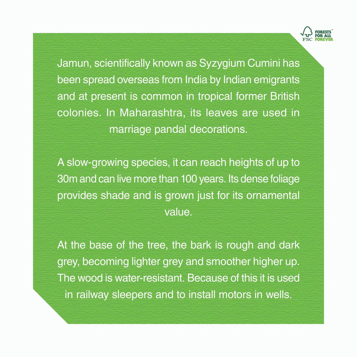 IndiaFsc's tweet photo. Today, let's talk Jamun! How much do you love its sweet taste?
#TreesOfIndia #FSC #FSCIndia #ForestsForAllForever #Trees #India #36DaysOfType #Jamun #JavaPlum https://t.co/afadbsG8X0