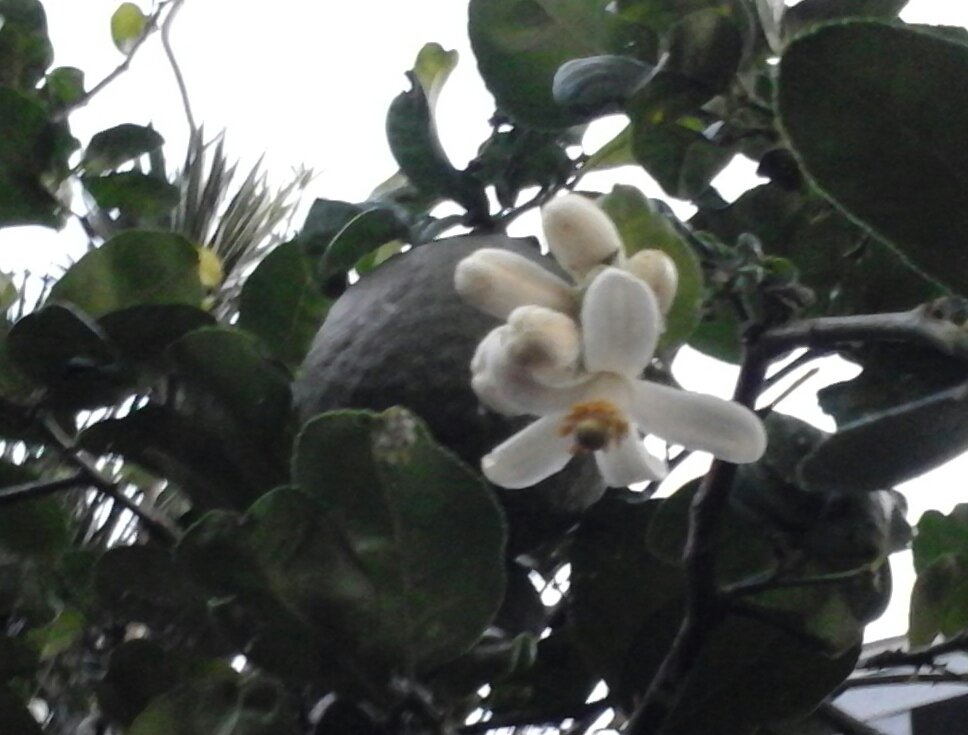 wilmalauder1's tweet photo. Blossom of Ponderosa Lemon

#flower #Flowers #garden #gardens #GardenersWorld #GardenParty #landscape #Florida #FloridaLiving #floridalife #photo #gardening https://t.co/soH8rRrPvl
