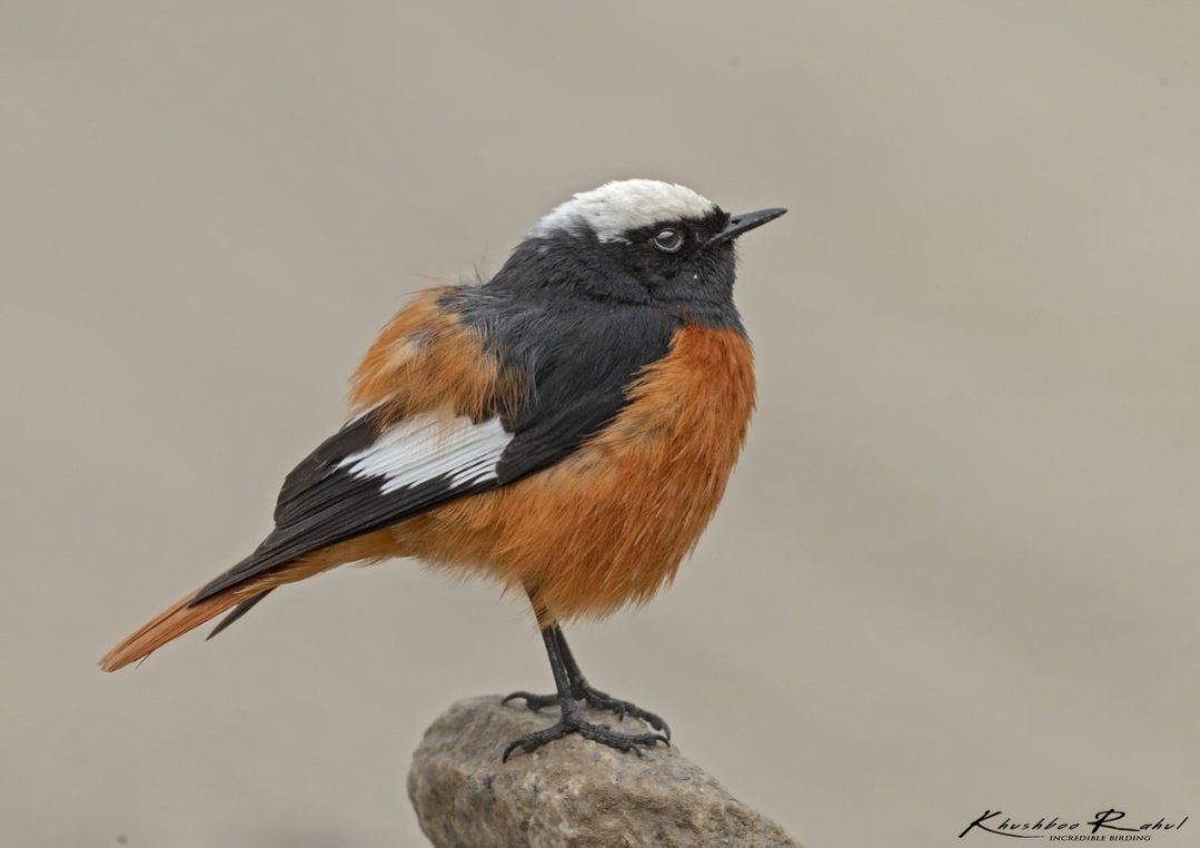 KRSPhotography5's tweet photo. The Guldenstadt's Redstart
https://t.co/58EGueLz44
#BirdsInDanger
#Birds #photography #Himalayas #TwitterNatureCommunity #Nature #bird_brilliance #your_best_birds #kings_birds #feather_perfection #bb_of_ig #bestbirdshots #BirdsUp #Canon #birdsofparadise https://t.co/9JuCSdU1LN