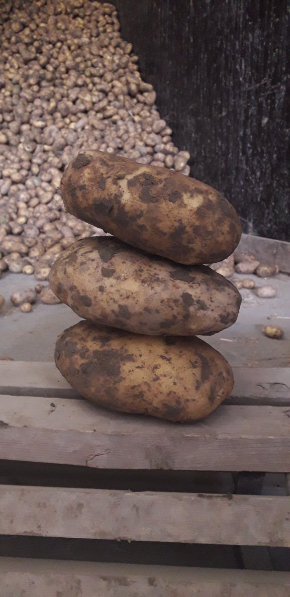 DoCammaert's tweet photo. Maar begonnen met stapelen... kan makkelijk met deze aardappel van het ras Donata #Europlant. Worden mooie frietjes voor #Farmfrites https://t.co/kw7vz5NrRL