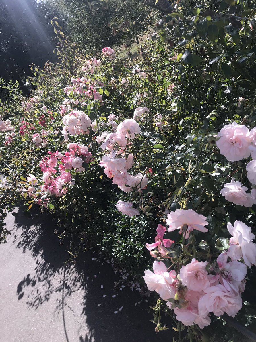 pink pink pink💗